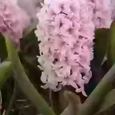 Apricot Passion